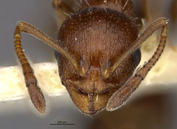 Media type: image;   Entomology 16371 Aspect: head